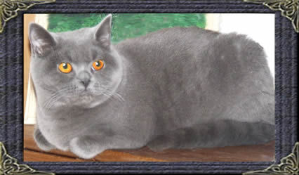 british blue cats and kittens