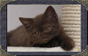Mabledon British Shorthair Cats British Blue Shorthair