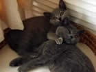 British Shorthair Cats