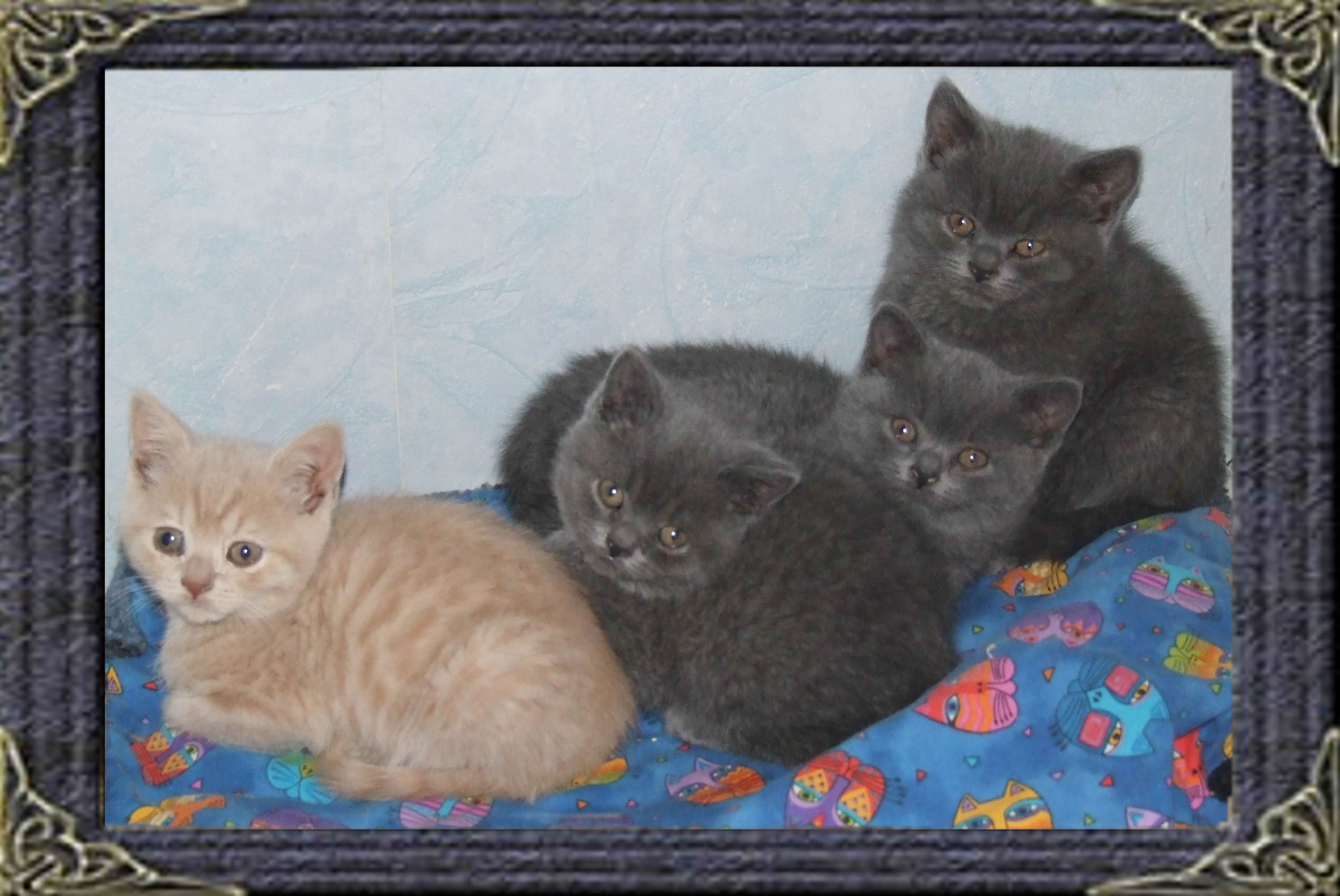 British Shorthaired kittens
