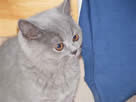 British Shorthair Blues