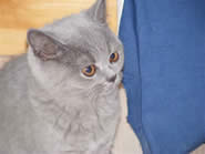 Belle British Shorthair cats