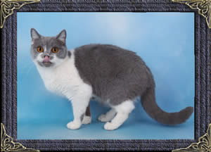 Comet - British Blue and White cat