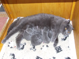british Shorthairs - Blue Kitten Breeder