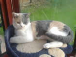 Blue tortie and White British Shorthair