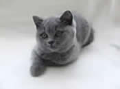 British Shorthair Blues
