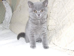 British Kitten 