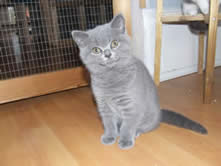 British Shorthair Blues