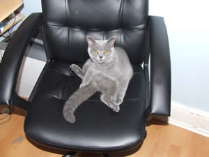 Breeders Of British Shorthair