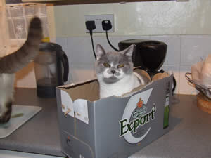 Cats and Kittens For Sale