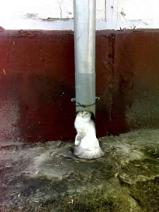 Cat In Funny Places - Head In A Pipe