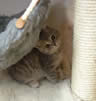Blue Shorthair Kittens for sale