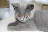 British Blue Kitten - Teddy