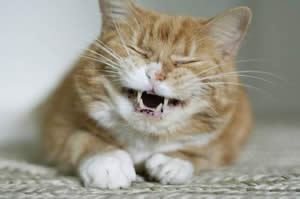 British Shorthair Blues