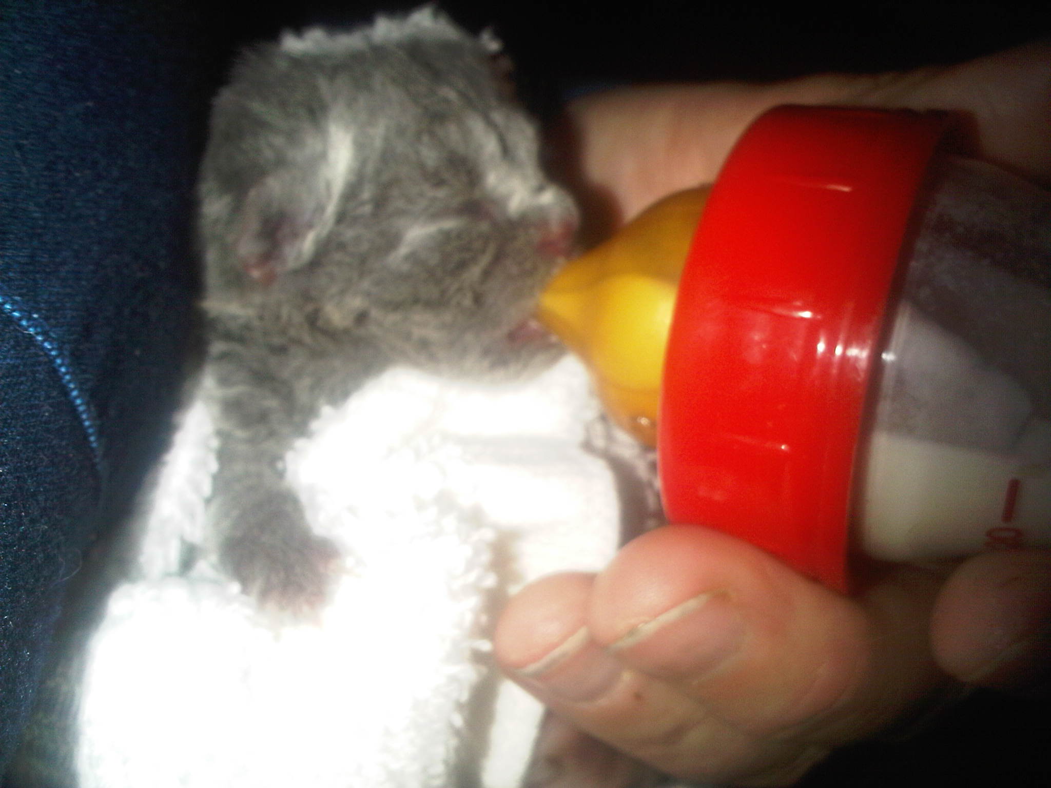 british blue shorthairs
