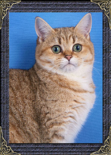 british shorthair golden tipped
