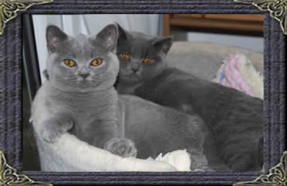 British Blue Shorthairs together