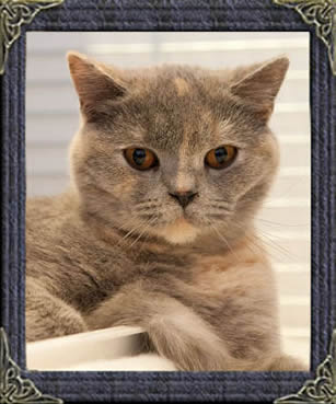 honey - British Blue Shorthairs