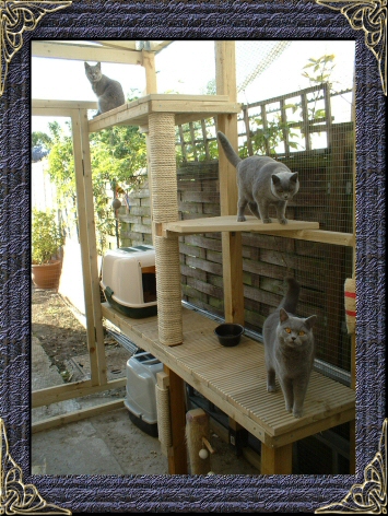 British Shorthair Blues