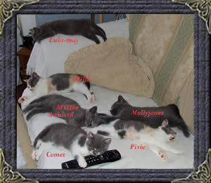 Mabledon Kittens