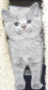 British Blue Kittens