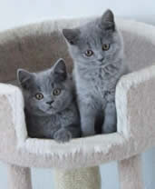 Two Mabledon British SBritish Shorthair Blues