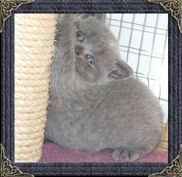 British Shorthair Blue Kittens