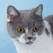 Breeder Of British Shorthairs