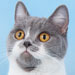 British Blue Breeder