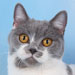 British Shorthair Blues