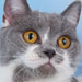 British Kittens and cats