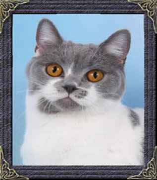 British Cat-Comet
