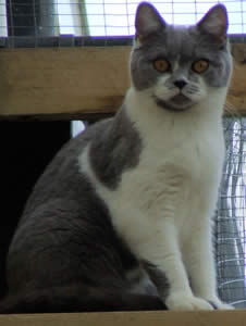 British Bicolour Shorthair