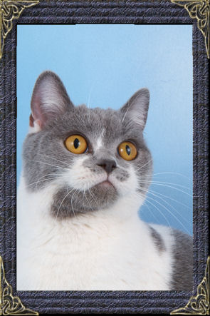Comet - British Bicolour Short Hair Cat