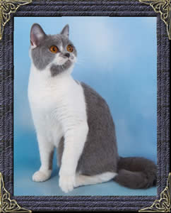 Blue Cats For Sale