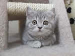 Blue Spotted Shorthair Kittens