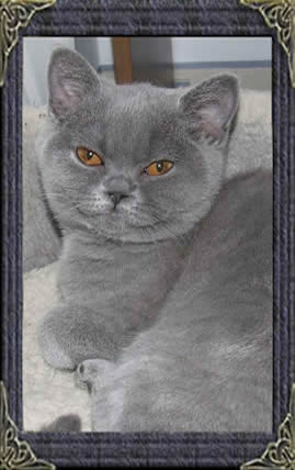 Kizzycat
