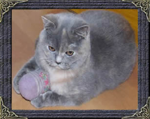 British Blue Cream Cat