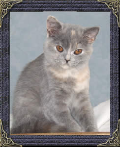 British shorthaired cat - blue cream