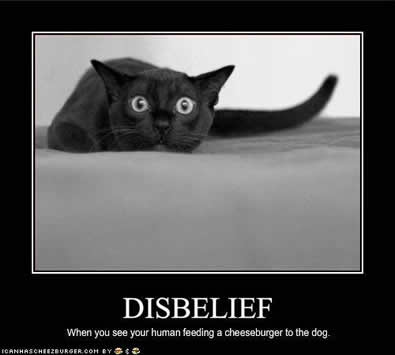 British Shorthair Blues