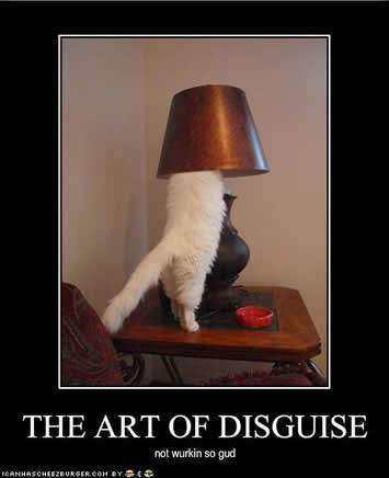 British Shorthair Blues