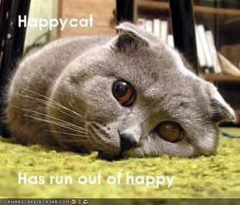 British Shorthair Blues