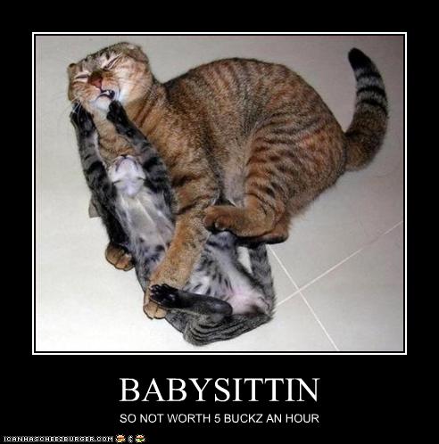 British Shorthair Blues