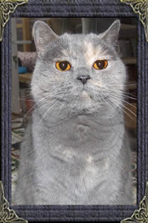 British Shorthair Blues