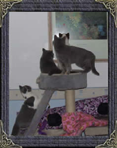 Mabledon Kittens - Follow The Laser