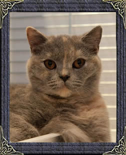 British Blue Cream  Shorthair- Honey