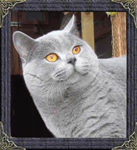 Breeder Of British Shorthairs