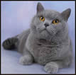 British Shorthair Blues