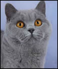 British Blue Shorthaired Cat