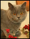 Breeders Of Healthy Chunky British ShorthairCats